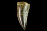 Serrated, Raptor Tooth - Real Dinosaur Tooth #158954-1